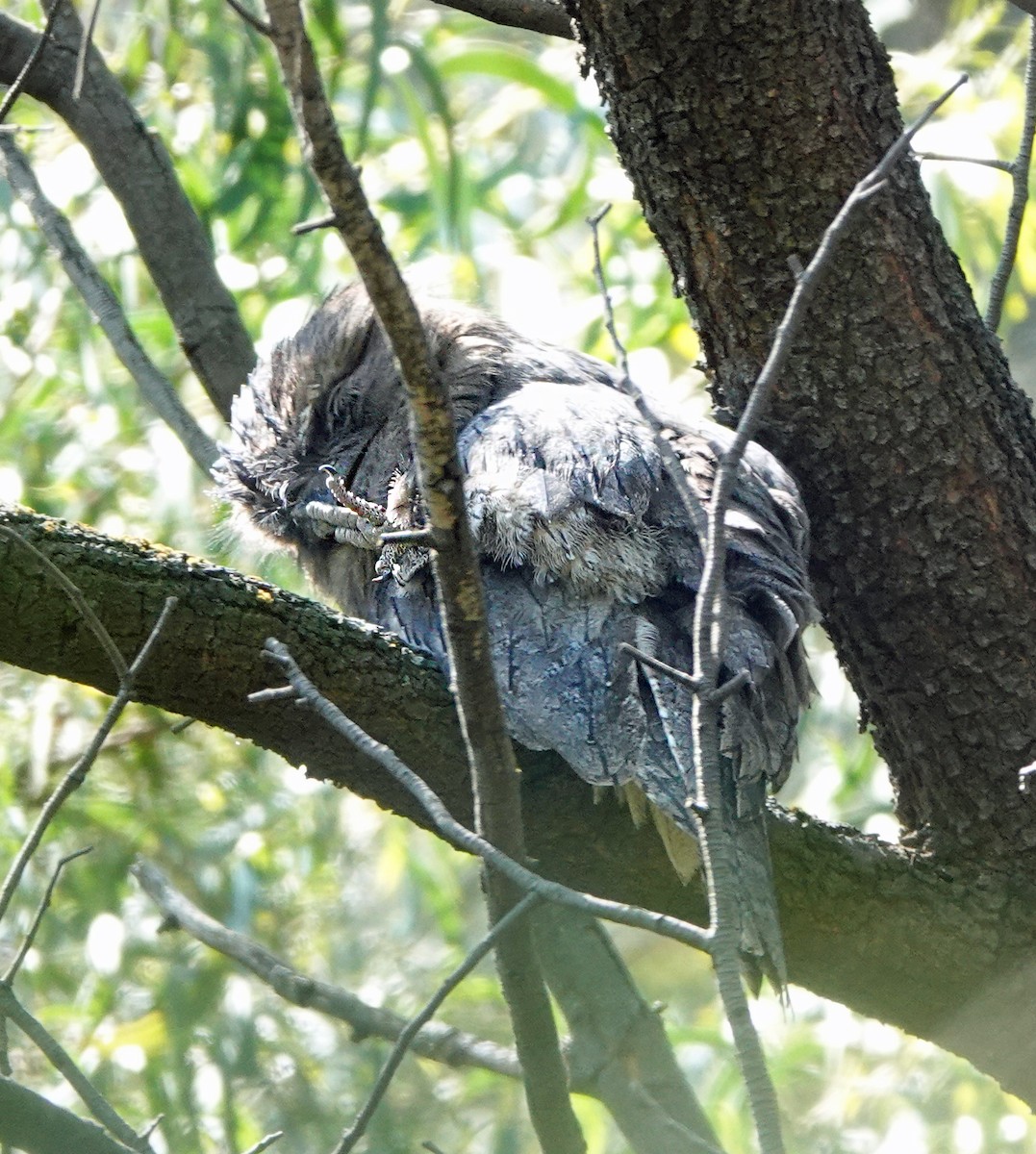 Tawny Frogmouth - ML624453101