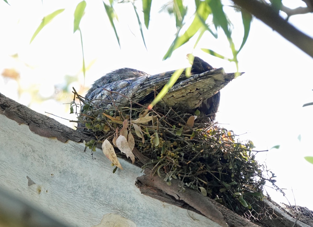 Tawny Frogmouth - ML624453102