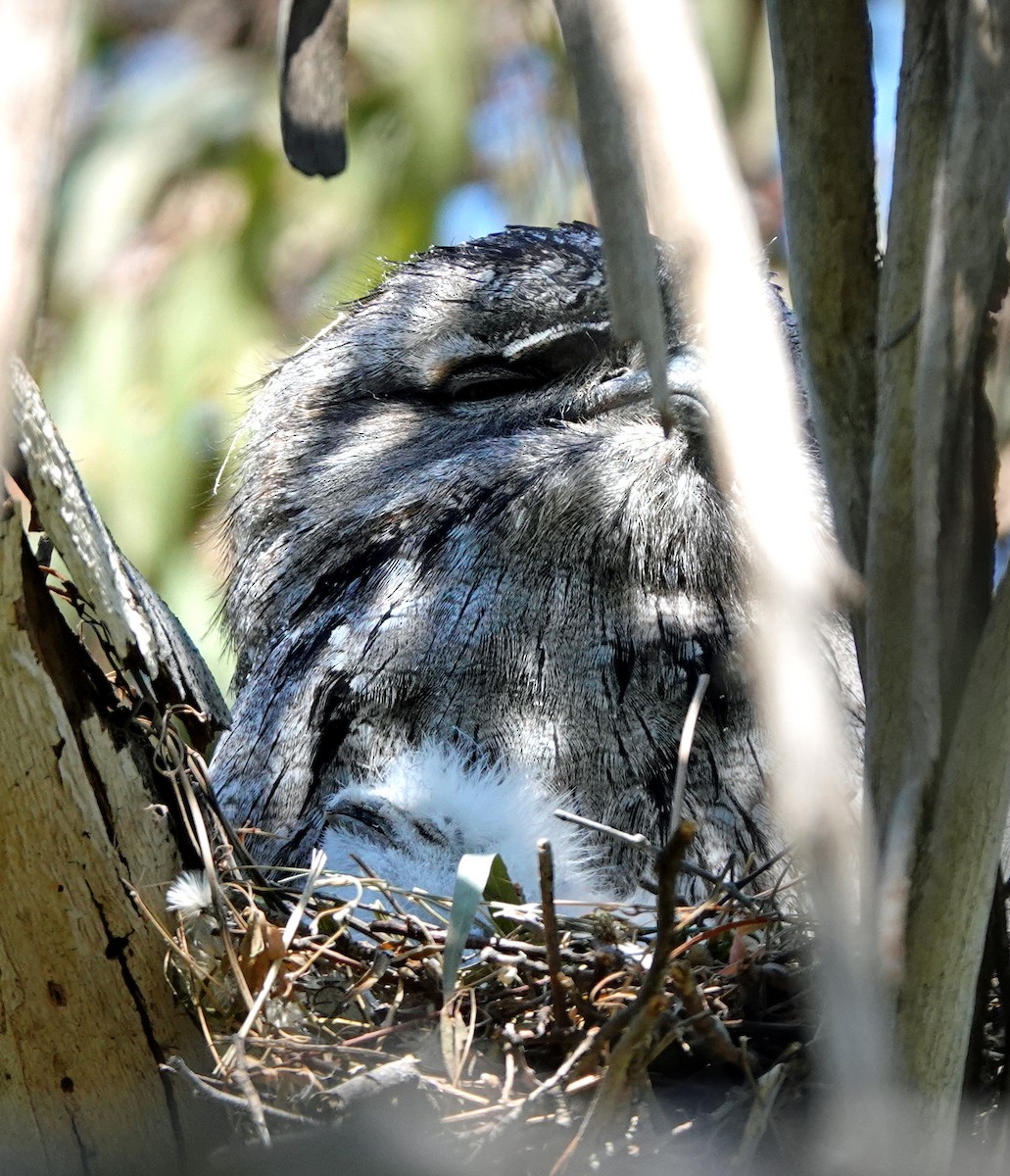 Tawny Frogmouth - ML624453126