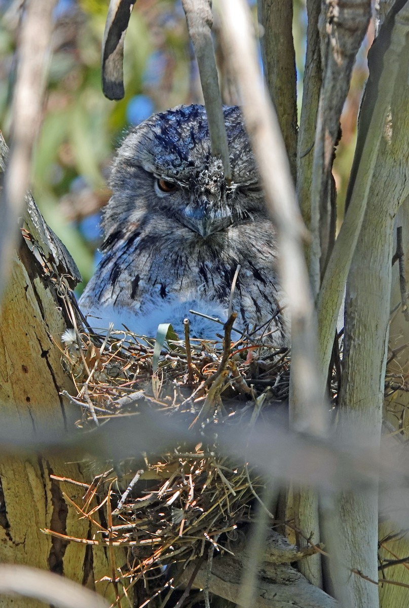 Tawny Frogmouth - ML624453127
