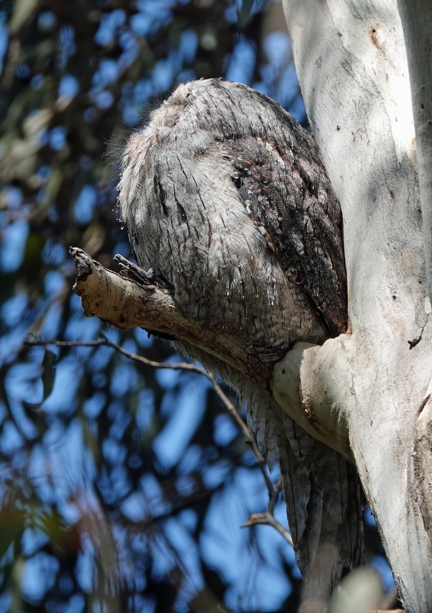 Tawny Frogmouth - ML624453128