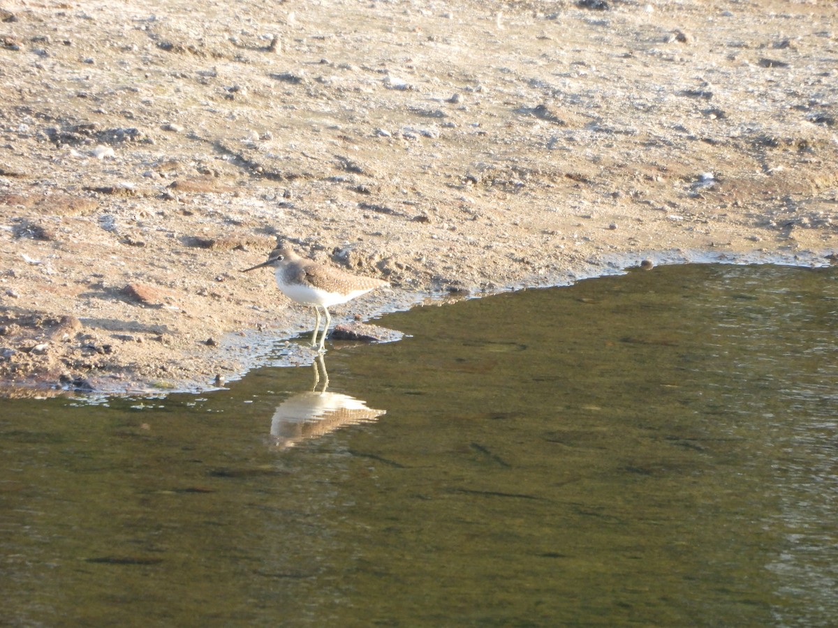 Green Sandpiper - ML624453149