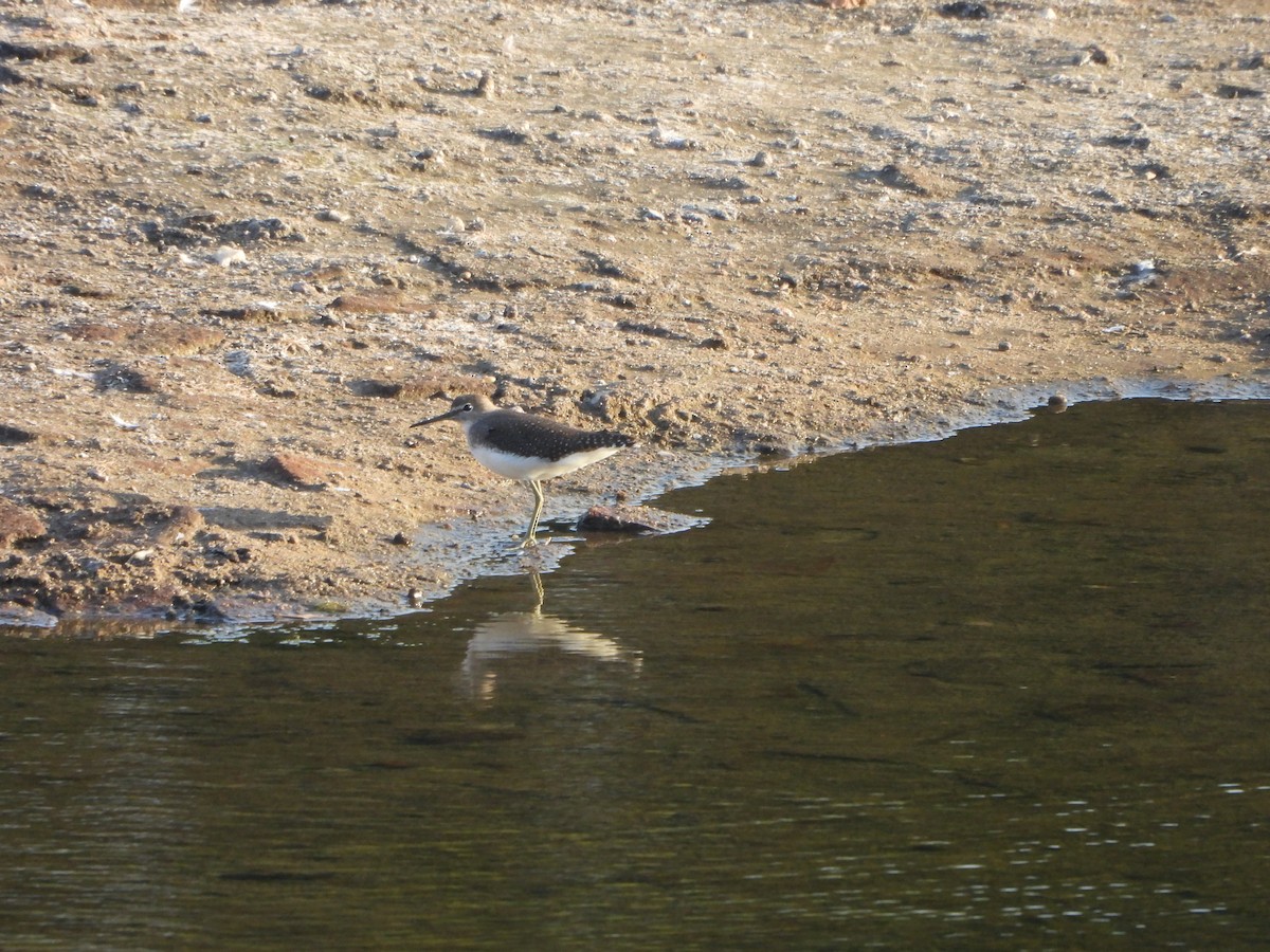 Green Sandpiper - ML624453150