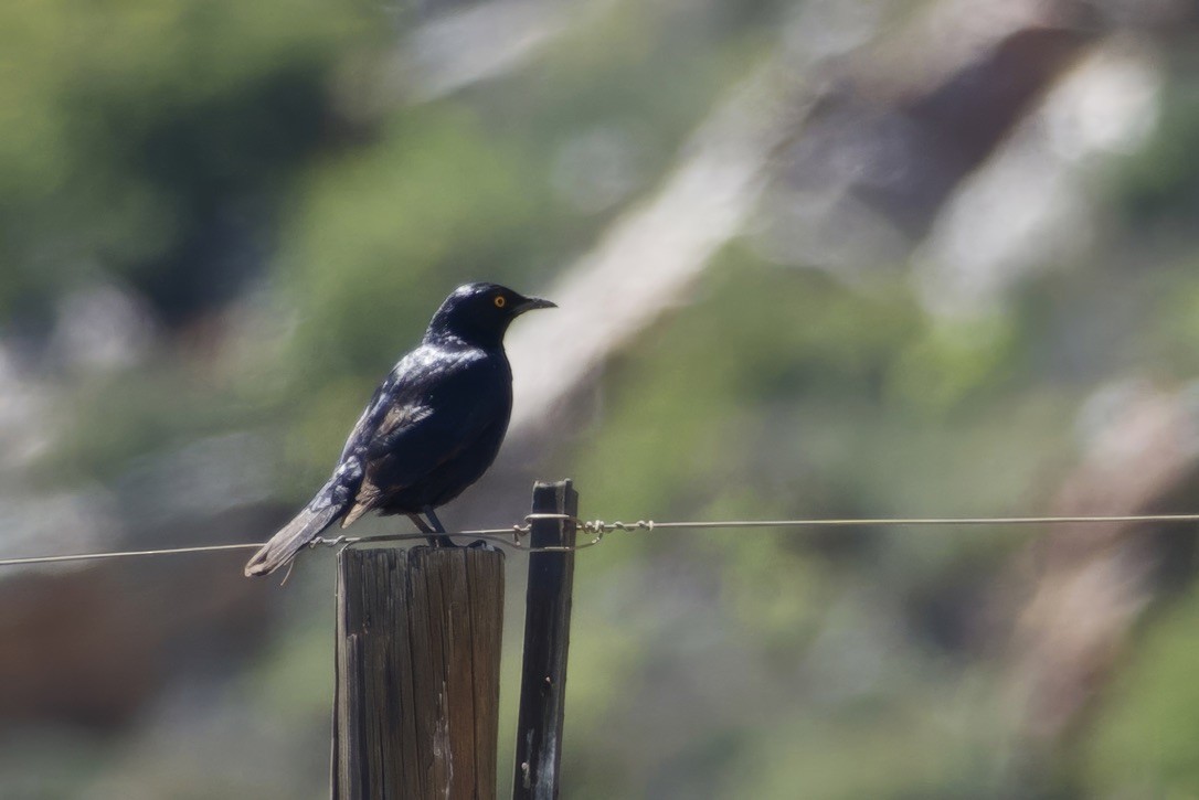 Pale-winged Starling - ML624453151