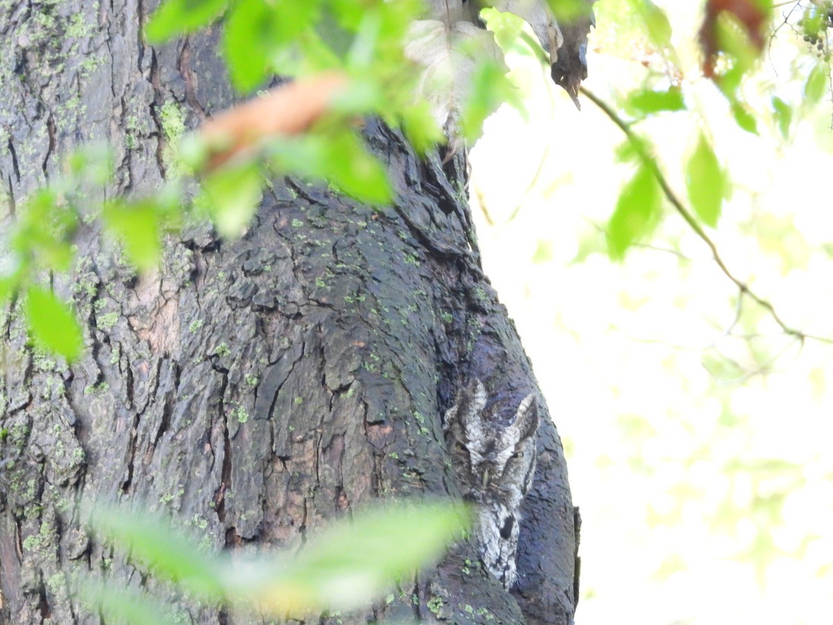 Eastern Screech-Owl - ML624453183