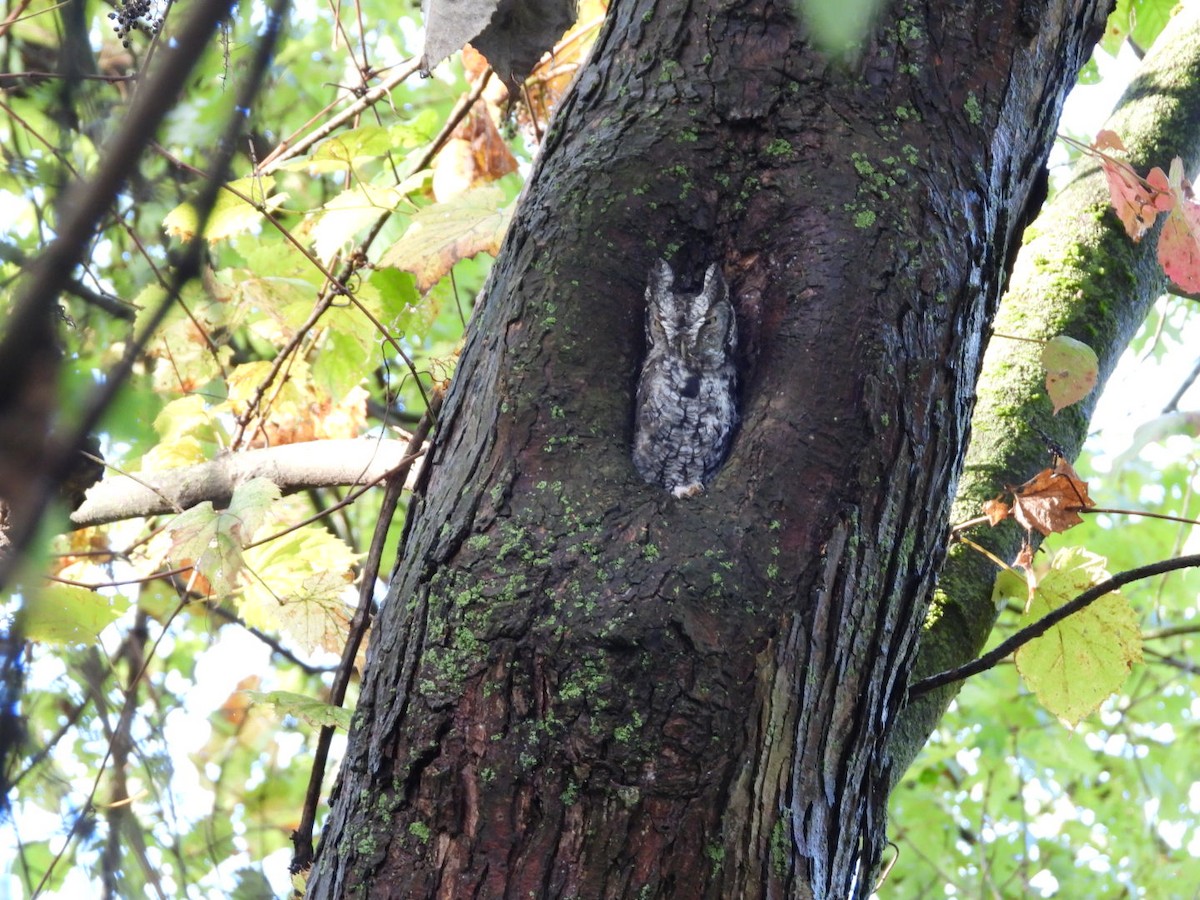 Eastern Screech-Owl - ML624453192