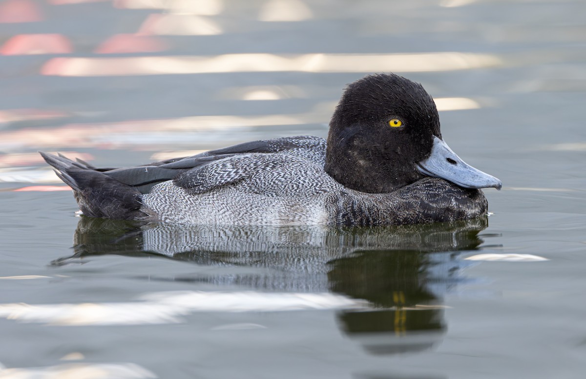 Lesser Scaup - ML624453195