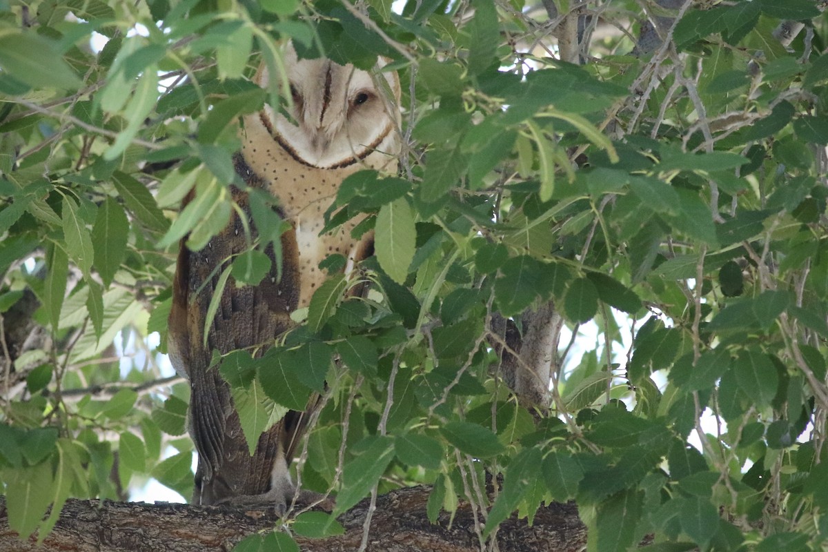 Barn Owl - ML624453213