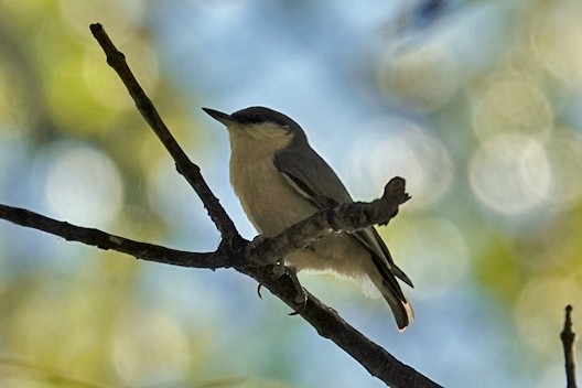 Pygmy Nuthatch - ML624453233