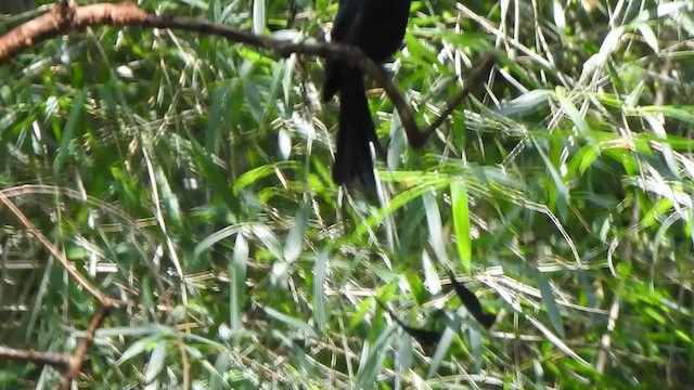 カザリオウチュウ - ML624453288
