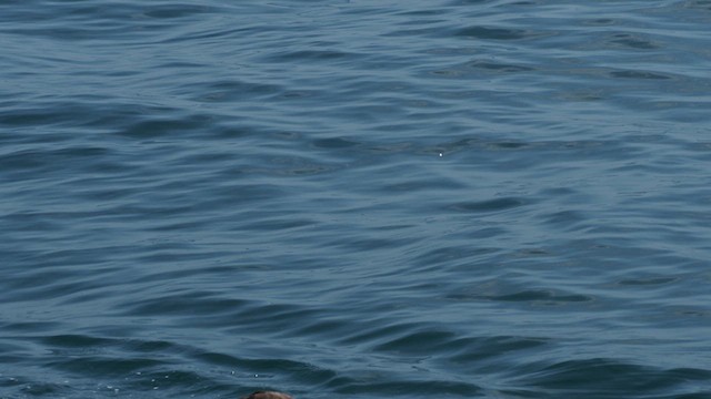 Black-footed Albatross - ML624453424