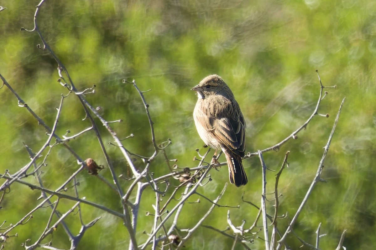 Lark-like Bunting - ML624453425