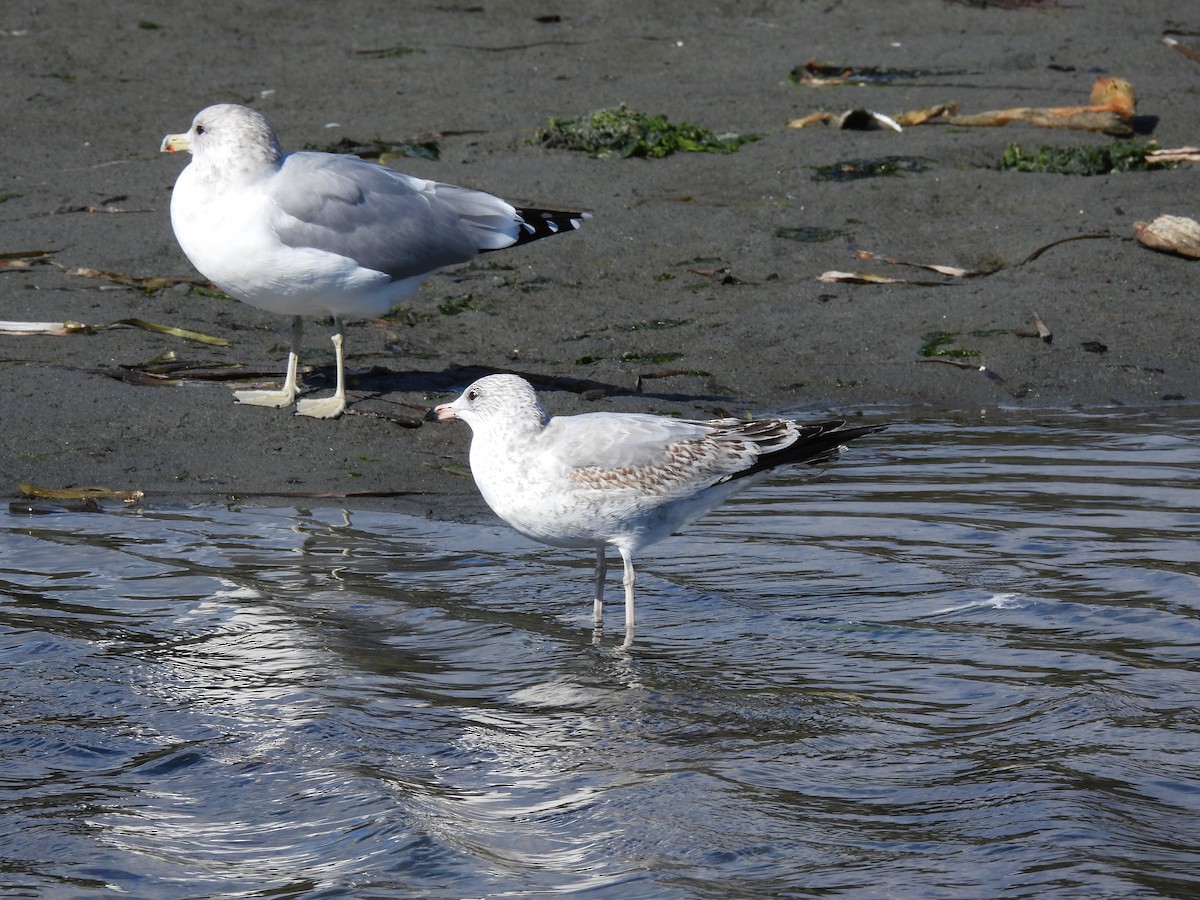 Ring-billed Gull - ML624453555