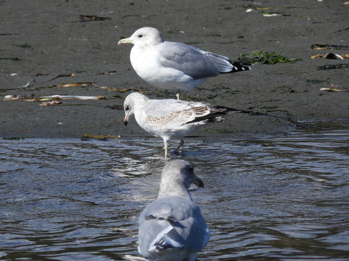 Ring-billed Gull - ML624453556