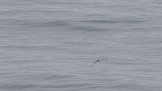 Pink-footed Shearwater - ML624453603