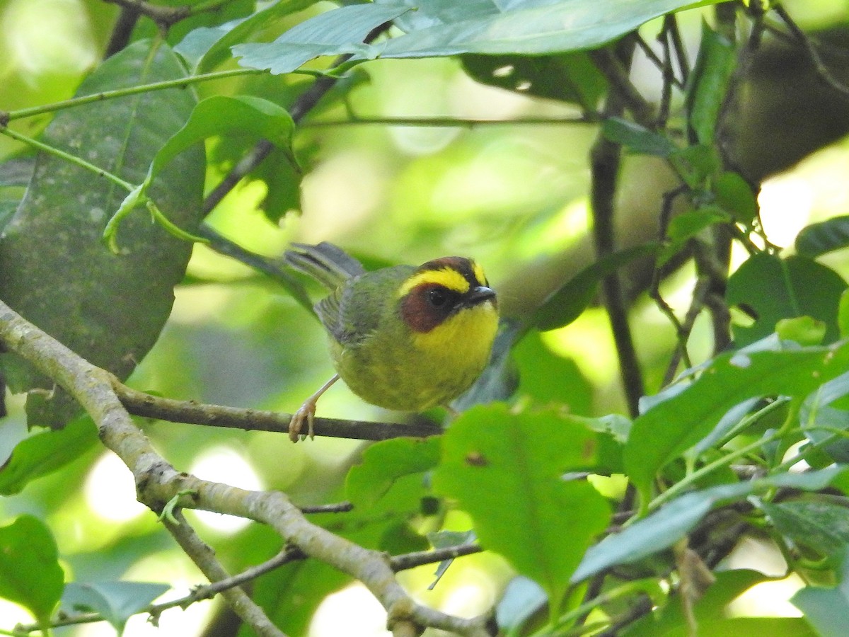 Golden-browed Warbler - ML624453724