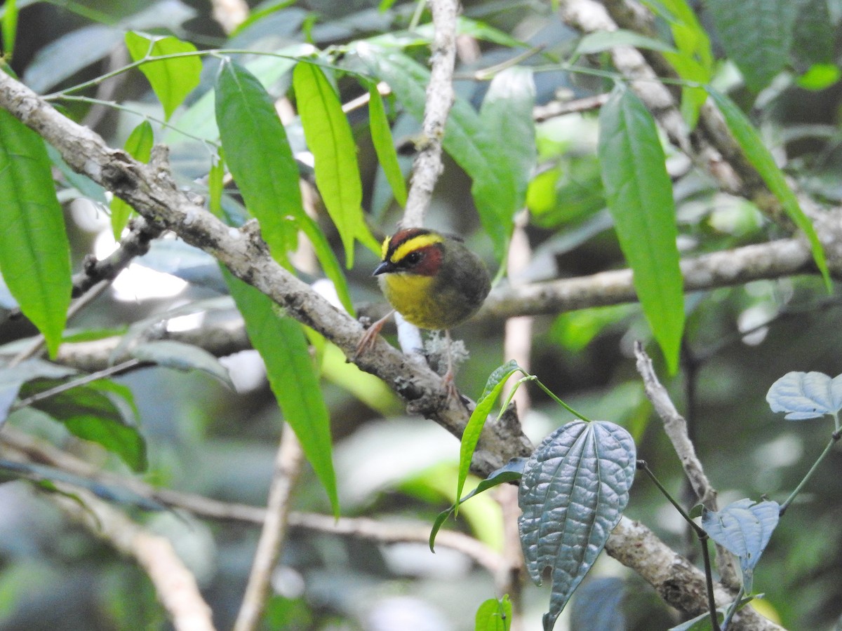 Golden-browed Warbler - ML624453726