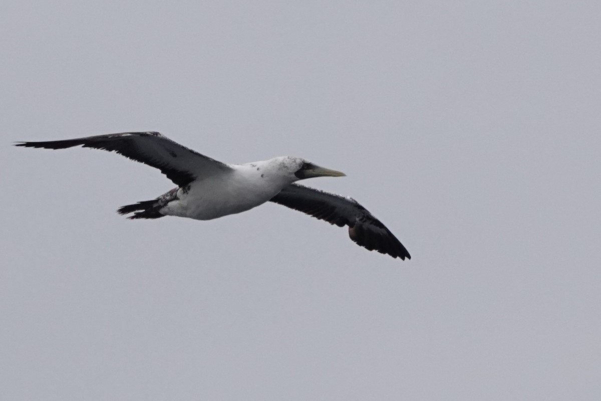 Masked Booby - ML624453736