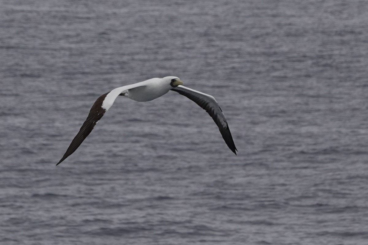 Masked Booby - ML624453757