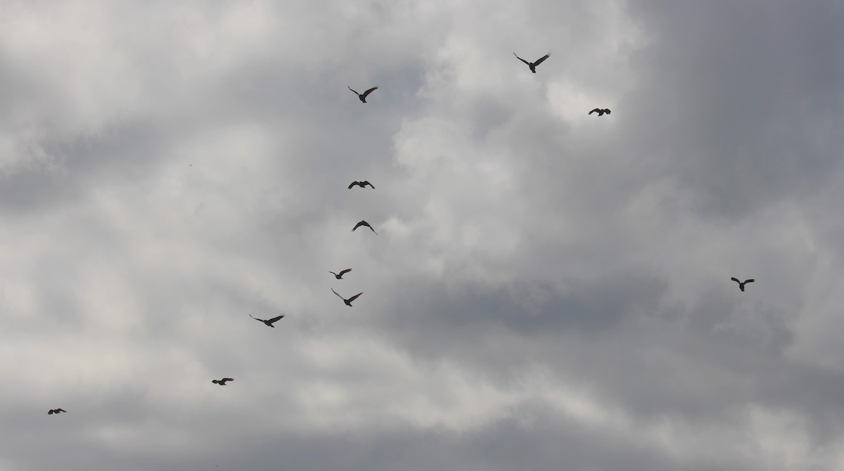 American Crow - Theresa Gessing