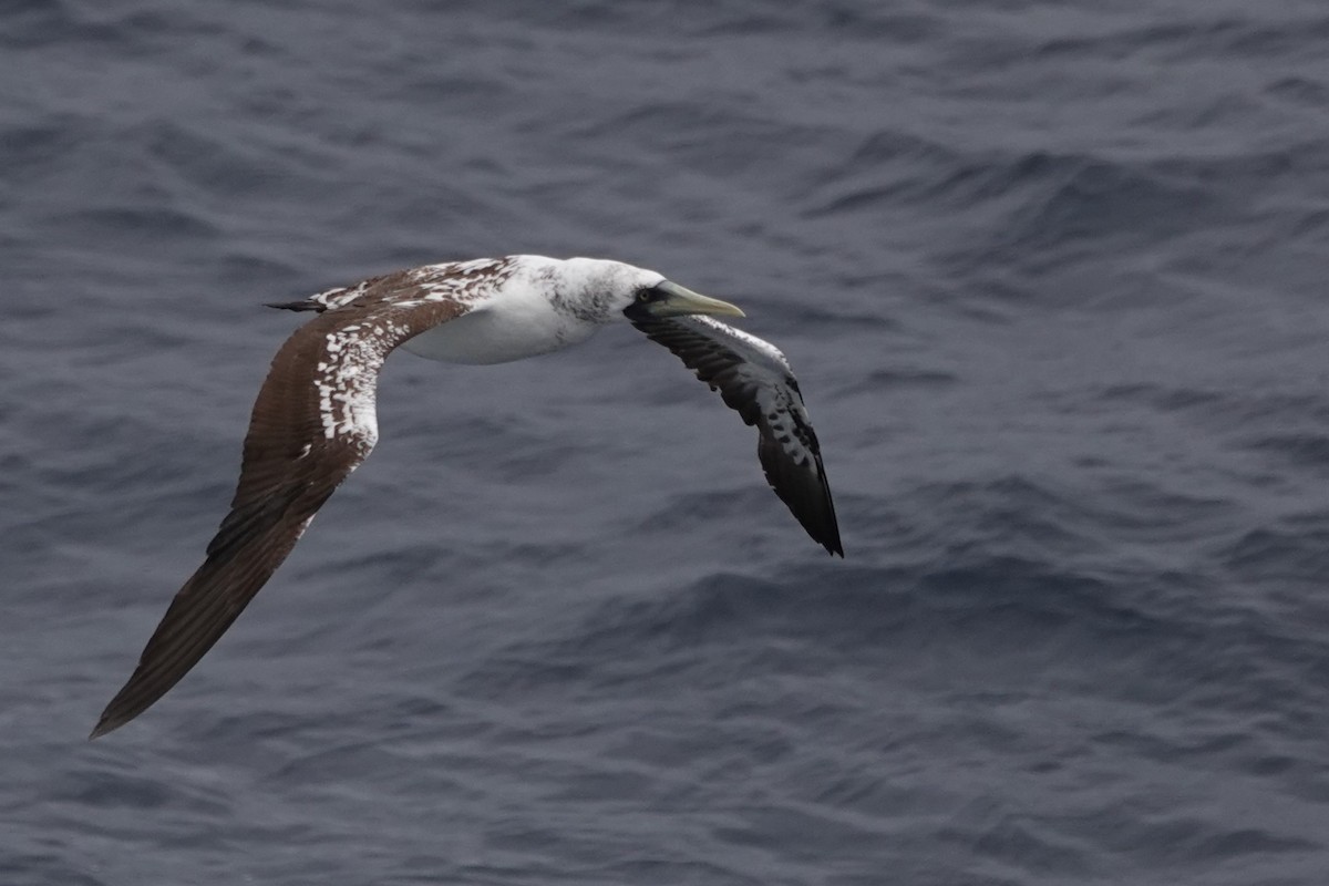 Masked Booby - ML624453775