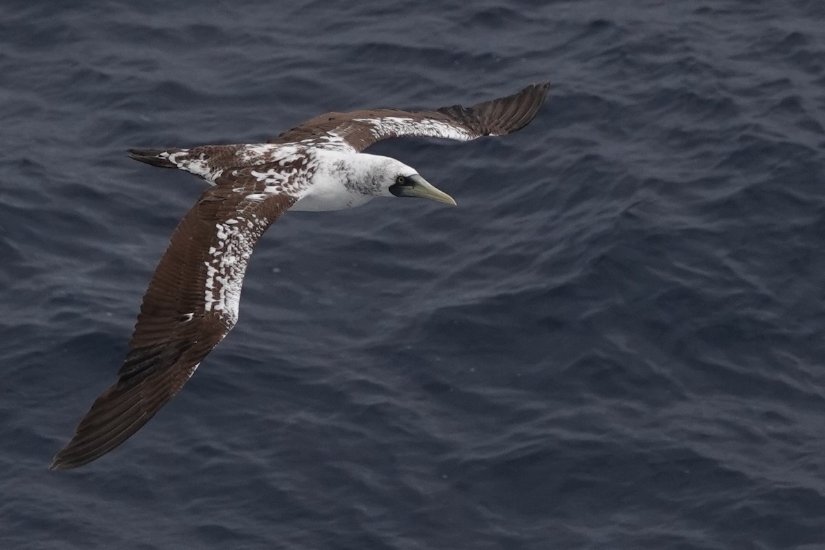 Masked Booby - ML624453776