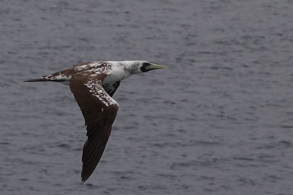 Masked Booby - ML624453777