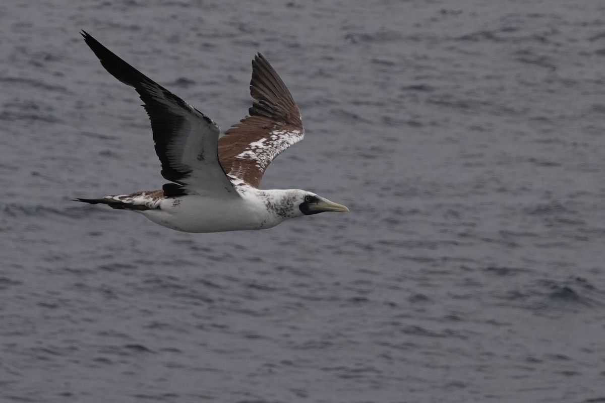 藍臉鰹鳥 - ML624453778