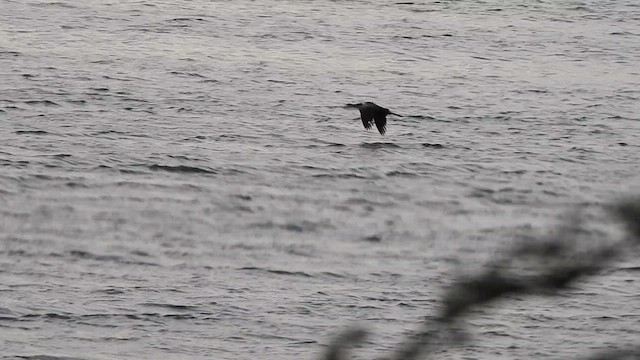 Oriental Darter - ML624453789