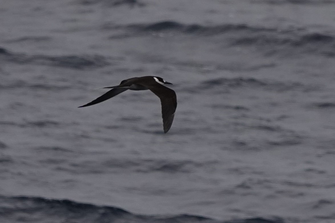 Sooty Tern - ML624453794