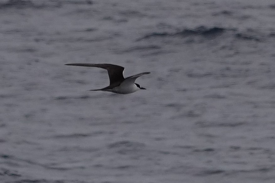 Sooty Tern - ML624453798