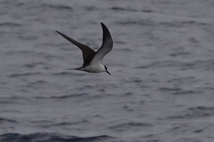 Sooty Tern - ML624453799