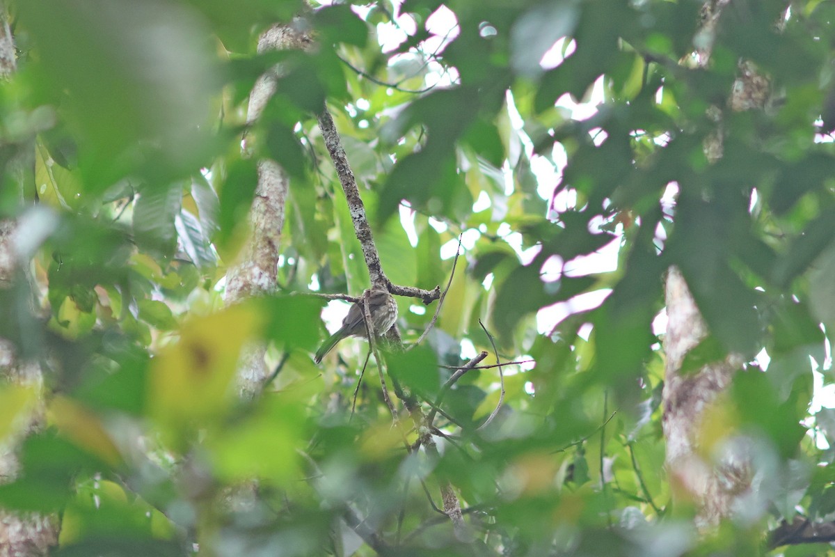 Sumatran Bulbul - ML624453837