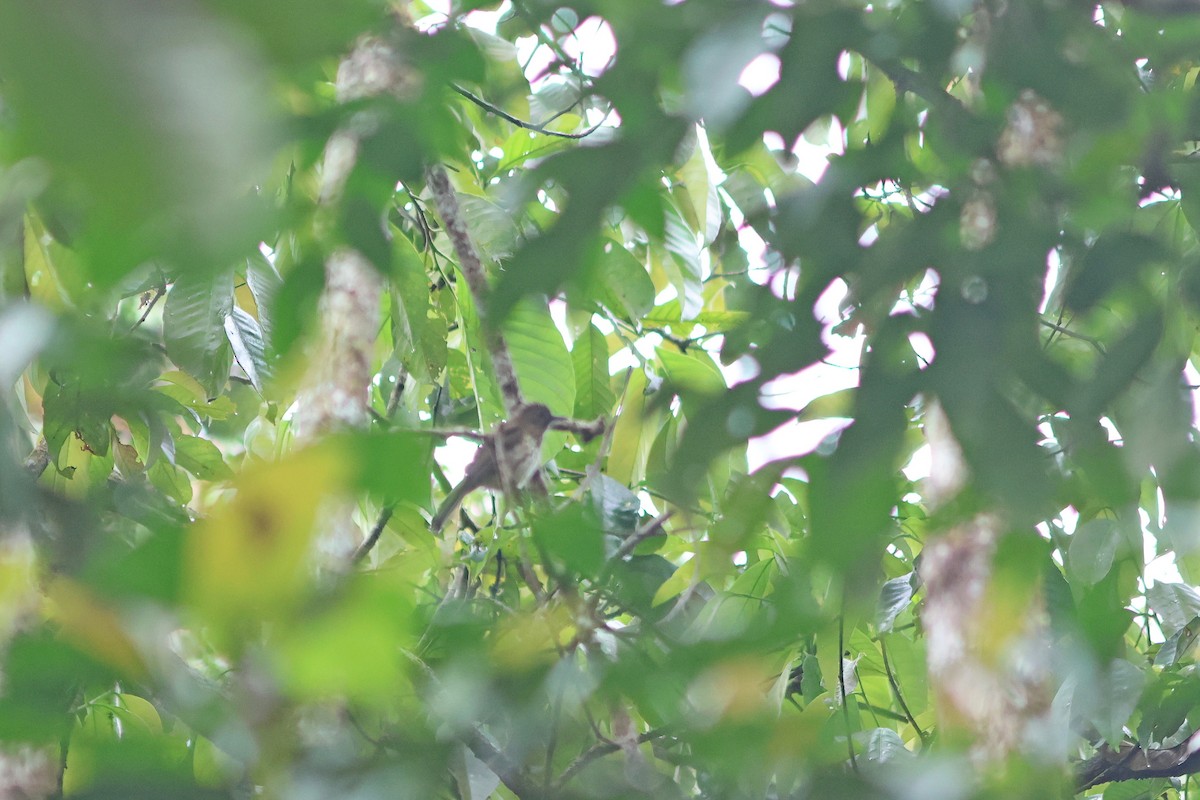 Sumatran Bulbul - ML624453838