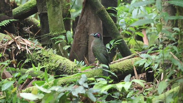 Зозуля-довгоніг суматранська - ML624453927