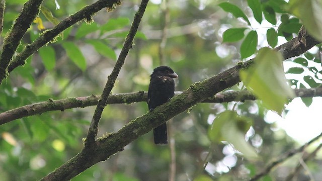 Dusky Broadbill - ML624453939