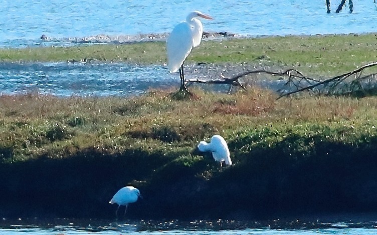 Snowy Egret - ML624453980