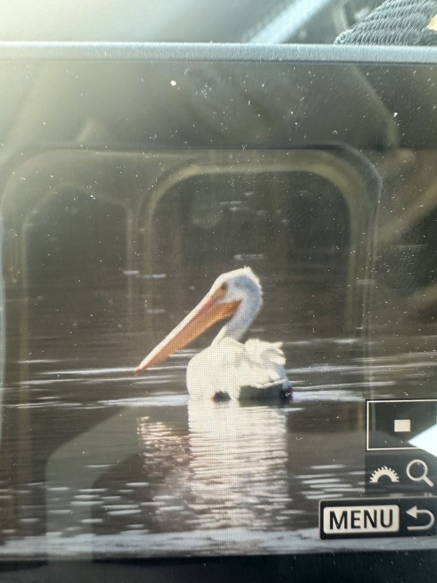 American White Pelican - ML624453997