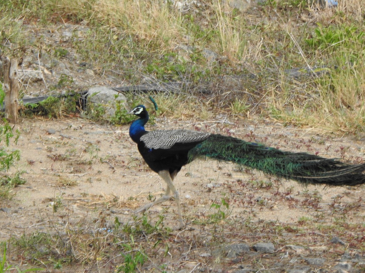 Indian Peafowl - ML624454045