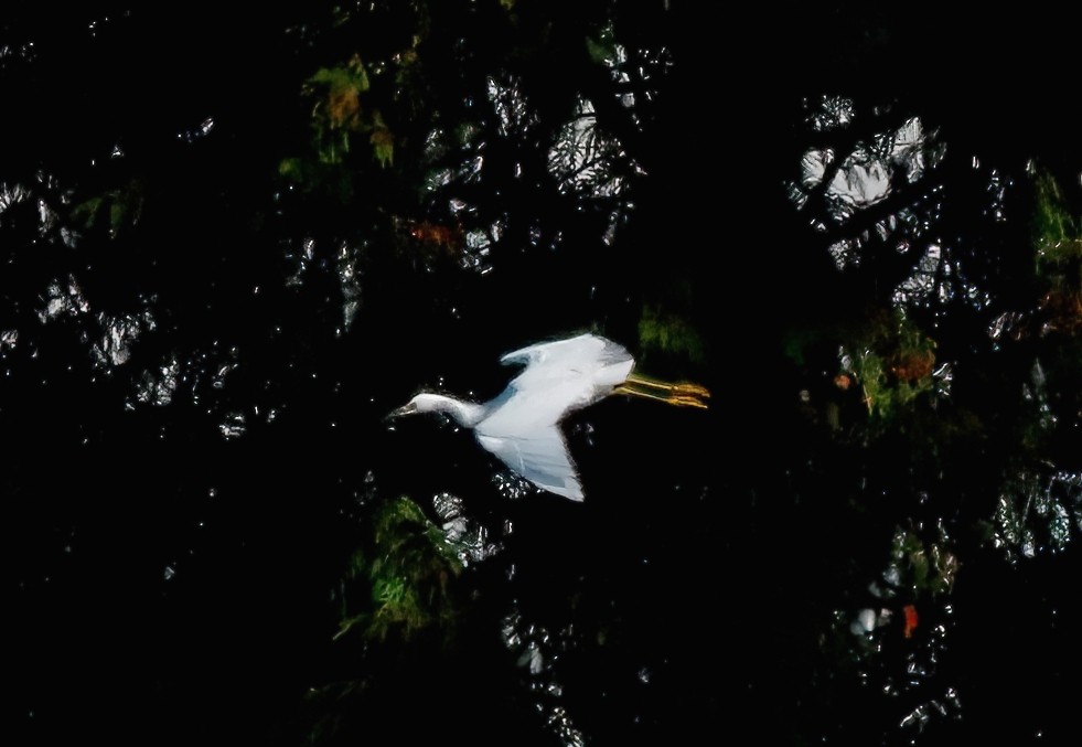 Snowy Egret - ML624454124