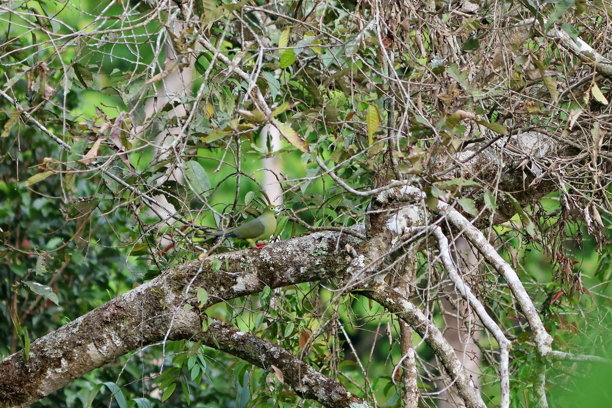 Sumatran Green-Pigeon - ML624454160