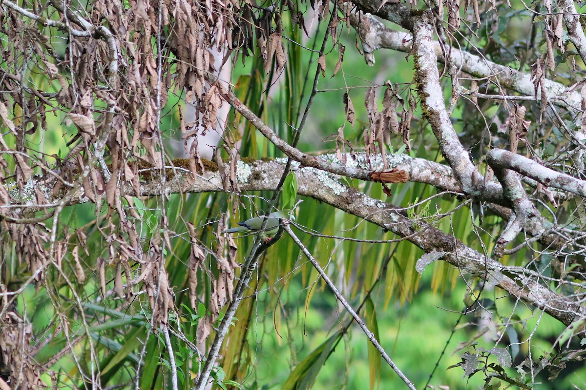 Sumatran Green-Pigeon - ML624454161