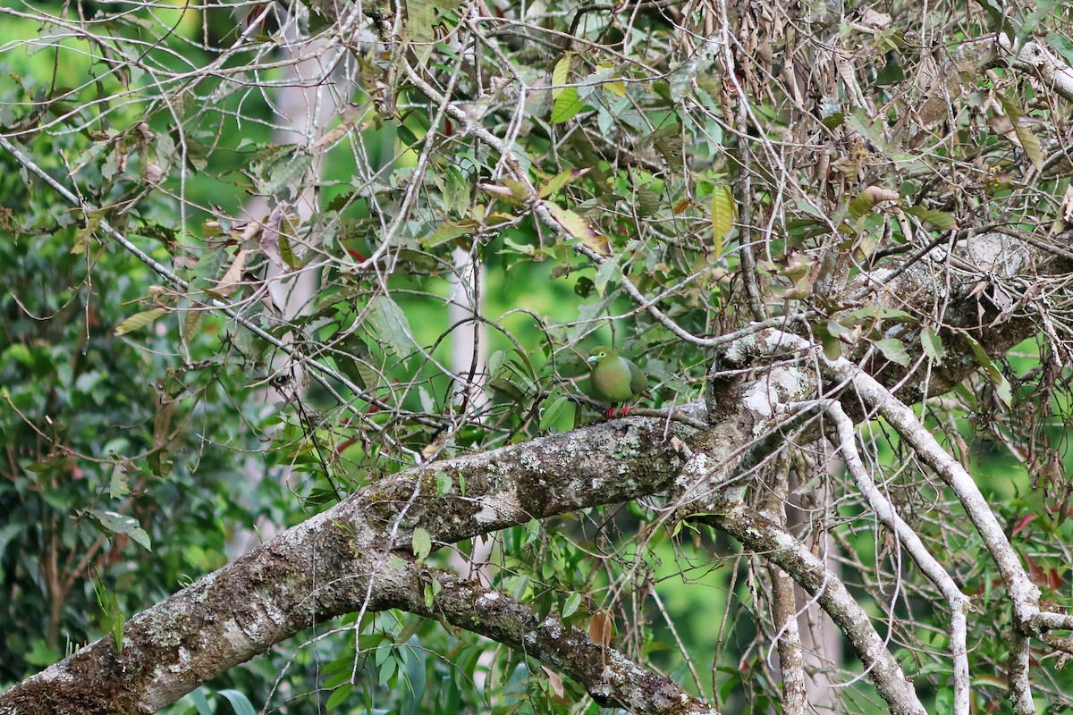 Sumatran Green-Pigeon - ML624454163