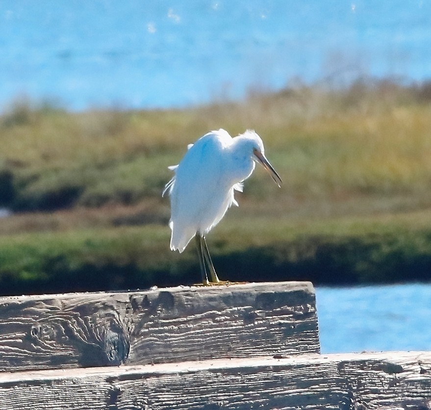 Snowy Egret - ML624454285