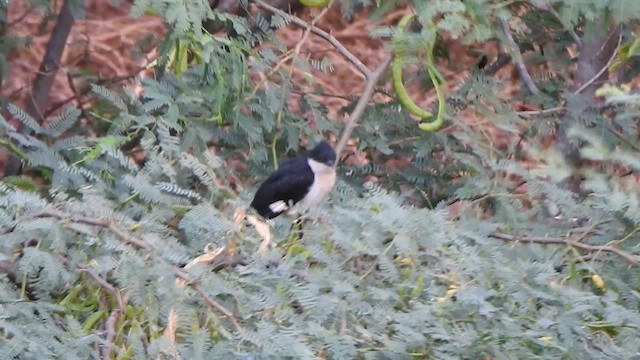 Pied Cuckoo - ML624454291