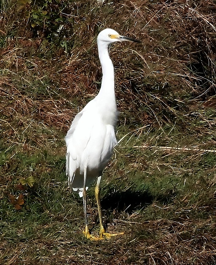 Snowy Egret - ML624454353