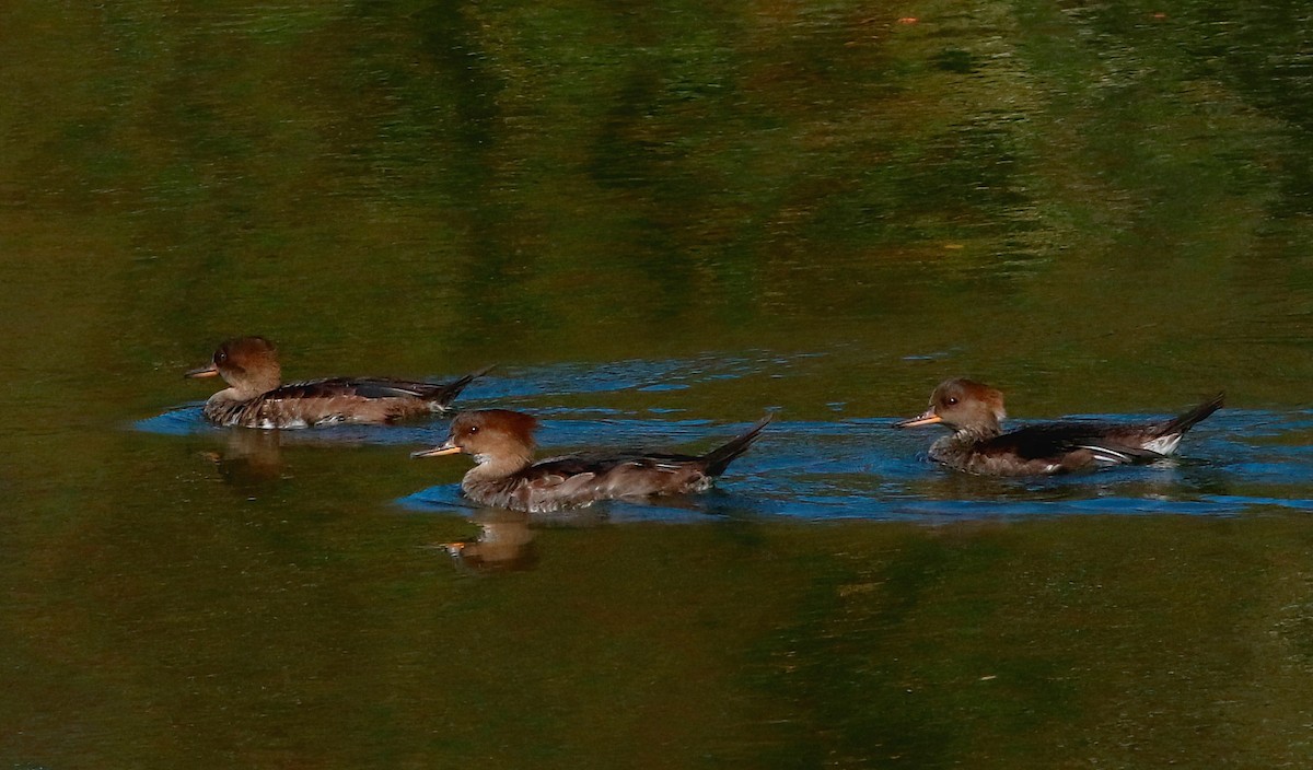 Hooded Merganser - ML624454442
