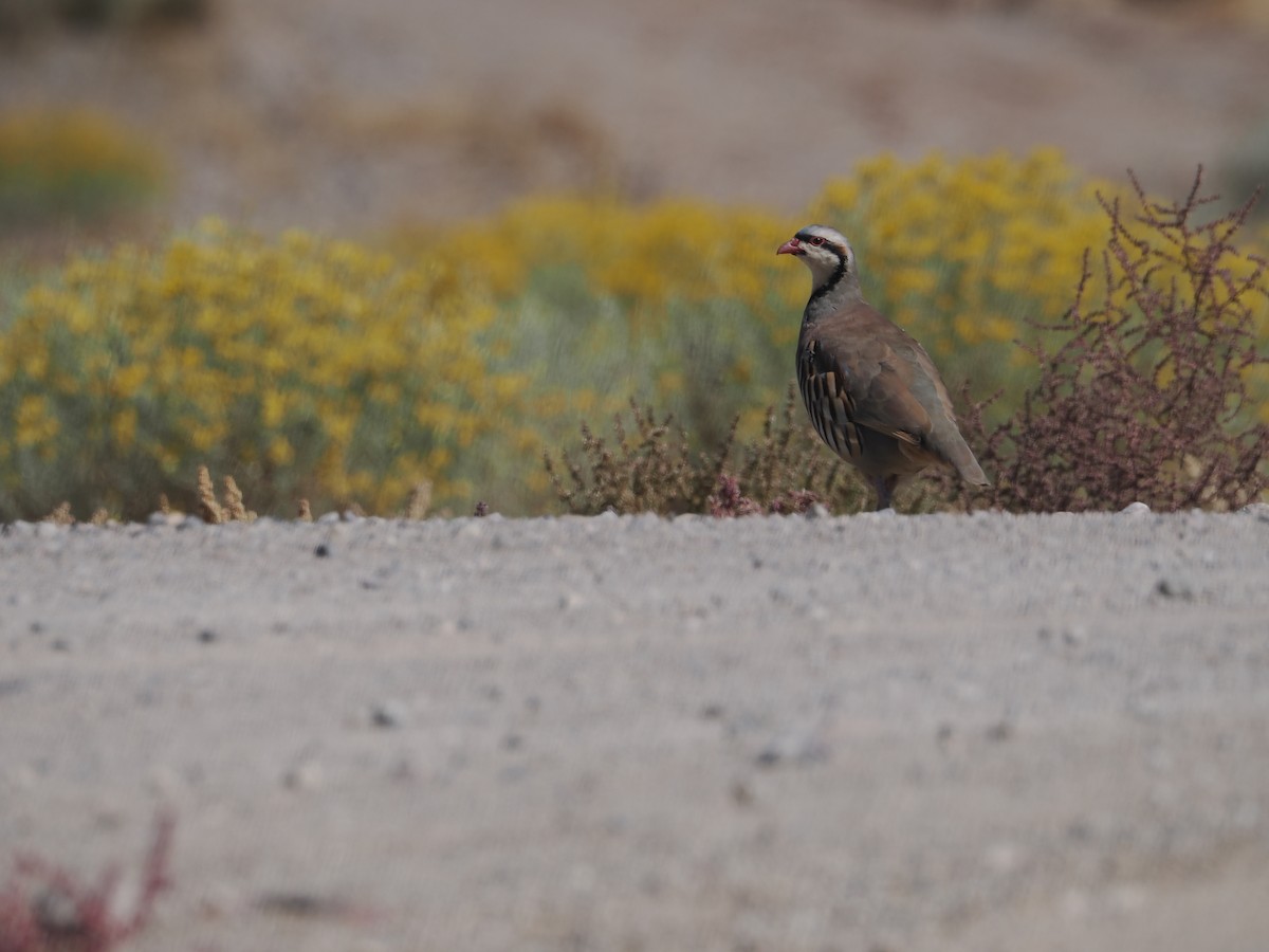 Chukar - ML624454470