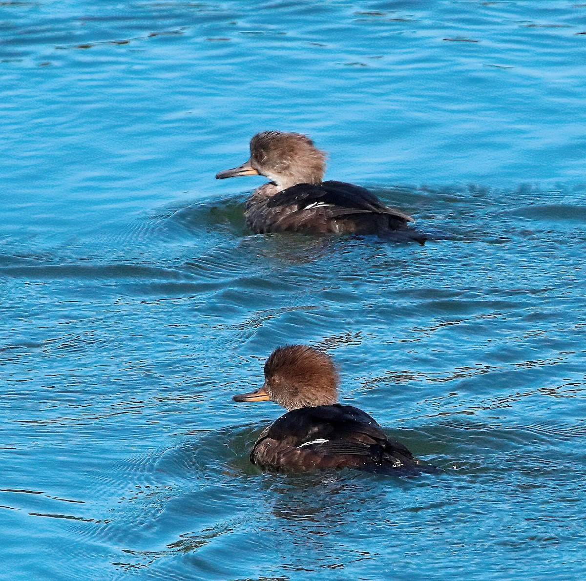 Hooded Merganser - ML624454563