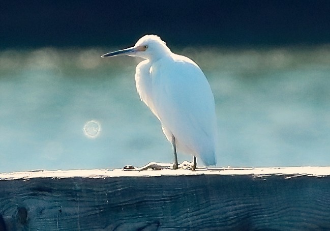 Snowy Egret - ML624454621